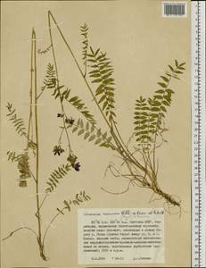 Polemonium caeruleum subsp. kiushianum (Kitam.) Hara, Siberia, Yakutia (S5) (Russia)