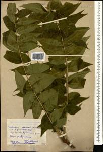 Ailanthus altissima (Miller) Swingle, Caucasus, Dagestan (K2) (Russia)