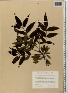 Fraxinus angustifolia subsp. oxycarpa (M.Bieb. ex Willd.) Franco & Rocha Afonso, Caucasus, Black Sea Shore (from Novorossiysk to Adler) (K3) (Russia)