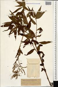 Koenigia alpina (All.) T. M. Schust. & Reveal, Caucasus, Dagestan (K2) (Russia)