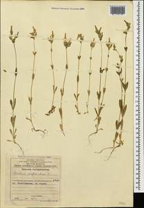 Dichodon perfoliatum (L.) Á. Löve & D. Löve, Caucasus, Azerbaijan (K6) (Azerbaijan)