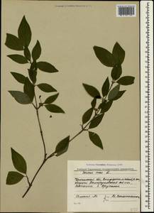 Cornus mas L., Crimea (KRYM) (Russia)