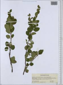 Betula humilis Schrank, Eastern Europe, Belarus (E3a) (Belarus)
