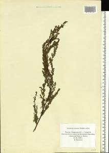 Artemisia scoparia Waldst. & Kit., Eastern Europe, Middle Volga region (E8) (Russia)