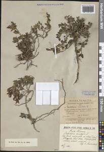 Scutellaria orientalis L., Caucasus, Armenia (K5) (Armenia)