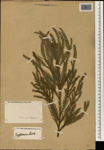 Cryptomeria japonica (Thunb. ex L. f.) D. Don, South Asia, South Asia (Asia outside ex-Soviet states and Mongolia) (ASIA) (Not classified)