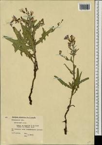 Lactuca tatarica (L.) C. A. Mey., Eastern Europe, Moscow region (E4a) (Russia)
