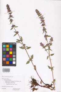 MHA 0 155 969, Dracocephalum thymiflorum L., Eastern Europe, Central region (E4) (Russia)