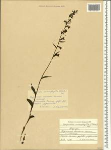 Epipactis microphylla (Ehrh.) Sw., Crimea (KRYM) (Russia)