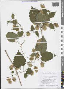 Humulus lupulus L., Eastern Europe, North-Western region (E2) (Russia)