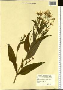 Senecio sarracenicus L., Siberia, Western Siberia (S1) (Russia)