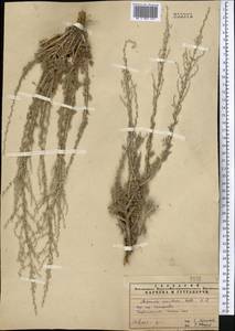 Artemisia maritima L., Middle Asia, Pamir & Pamiro-Alai (M2) (Uzbekistan)
