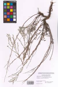 Artemisia nitrosa Weber ex Stechm., Eastern Europe, Lower Volga region (E9) (Russia)