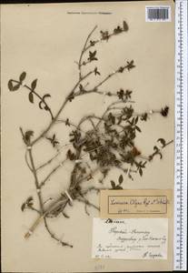 Lonicera olgae Regel & Schmalh., Middle Asia, Northern & Central Tian Shan (M4) (Kyrgyzstan)