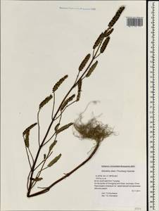 Elsholtzia ciliata (Thunb.) Hyl., South Asia, South Asia (Asia outside ex-Soviet states and Mongolia) (ASIA) (China)