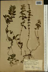 Mentha arvensis L., Eastern Europe, Lower Volga region (E9) (Russia)