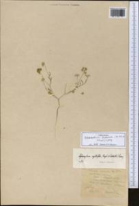 Pimpinella leptoclada (Aitch. & Hemsl.) Mousavi, Mozaff. & Zarre, Middle Asia, Syr-Darian deserts & Kyzylkum (M7)
