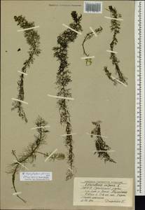 Utricularia vulgaris L., Siberia, Yakutia (S5) (Russia)