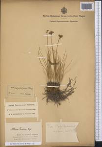 Allium polyrhizum Turcz. ex Regel, Middle Asia, Dzungarian Alatau & Tarbagatai (M5) (Kazakhstan)