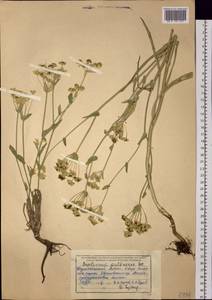 Bupleurum multinerve DC., Siberia, Western (Kazakhstan) Altai Mountains (S2a) (Kazakhstan)