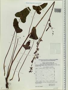 Rumex ×ujskensis Rech. fil., Siberia, Russian Far East (S6) (Russia)