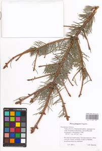Picea pungens Engelm., Eastern Europe, Central region (E4) (Russia)
