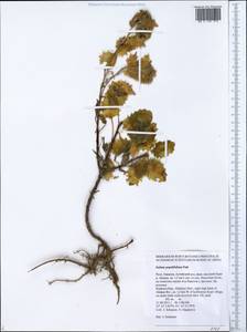 Hylotelephium populifolium (Pall.) H. Ohba, Siberia, Altai & Sayany Mountains (S2) (Russia)