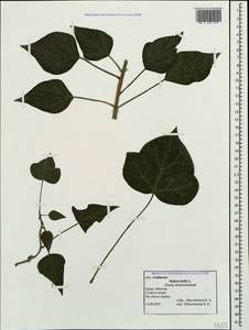 Hedera helix L., Crimea (KRYM) (Russia)