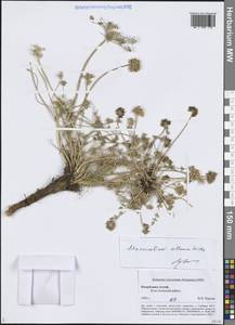 Stenocoelium athamantoides (M.Bieb.) Ledeb., Siberia, Altai & Sayany Mountains (S2) (Russia)