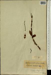 Erianthemum dregei (Eckl. & Zeyh.) van Tiegh., Africa (AFR) (South Africa)