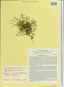 Psammophiliella muralis (L.) lkonn., Eastern Europe, North Ukrainian region (E11) (Ukraine)