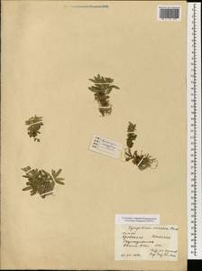 Huperzia serrata (Thunb.) Trevis., South Asia, South Asia (Asia outside ex-Soviet states and Mongolia) (ASIA) (China)