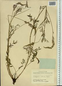 Onobrychis arenaria subsp. sibirica (Besser)P.W.Ball, Siberia, Altai & Sayany Mountains (S2) (Russia)