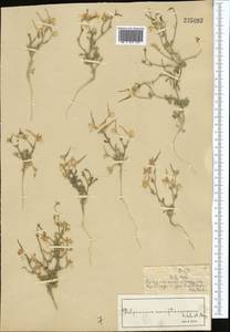 Delphinium camptocarpum Fisch. & C.A.Mey., Middle Asia, Syr-Darian deserts & Kyzylkum (M7) (Kazakhstan)