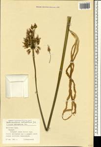 Allium siculum subsp. dioscoridis (Sm.) K.Richt., Crimea (KRYM) (Russia)
