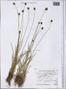 Carex macloviana d'Urv., America (AMER) (Canada)