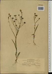 Crepis tectorum L., Eastern Europe, North Ukrainian region (E11) (Ukraine)