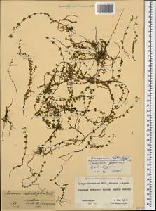 Arenaria rotundifolia M. Bieb., Caucasus, North Ossetia, Ingushetia & Chechnya (K1c) (Russia)