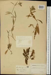 Dianthus barbatus L., Eastern Europe, Moscow region (E4a) (Russia)