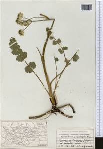 Hymenidium nanum (Rupr.) Pimenov & Kljuykov, Middle Asia, Northern & Central Tian Shan (M4) (Kyrgyzstan)