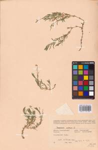 Cerastium arvense L., Eastern Europe, Eastern region (E10) (Russia)