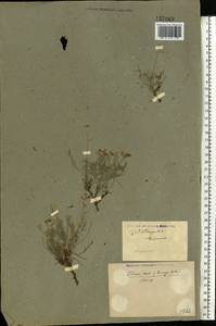 Astragalus leontinus Wulfen, Eastern Europe, Middle Volga region (E8) (Russia)