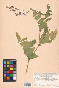 Galega orientalis Lam., Eastern Europe, Moscow region (E4a) (Russia)