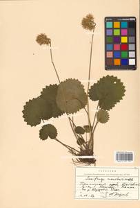 Micranthes manchuriensis (Engl.) Gornall & H. Ohba, Siberia, Russian Far East (S6) (Russia)