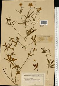 Ranunculus auricomus L., Eastern Europe, Middle Volga region (E8) (Russia)