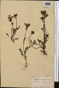 Pedicularis rhinanthoides, South Asia, South Asia (Asia outside ex-Soviet states and Mongolia) (ASIA) (China)
