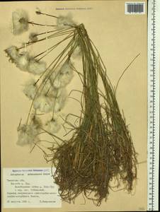 Eriophorum scheuchzeri Hoppe, Siberia, Western Siberia (S1) (Russia)