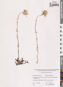 Antennaria dioiciformis Kom., Siberia, Chukotka & Kamchatka (S7) (Russia)