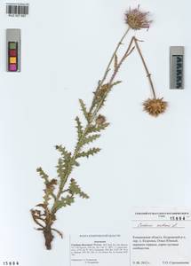 Carduus nutans subsp. leiophyllus (Petrovic) Arènes, Siberia, Altai & Sayany Mountains (S2) (Russia)