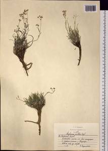 Bupleurum pusillum Krylov, Siberia, Altai & Sayany Mountains (S2) (Russia)